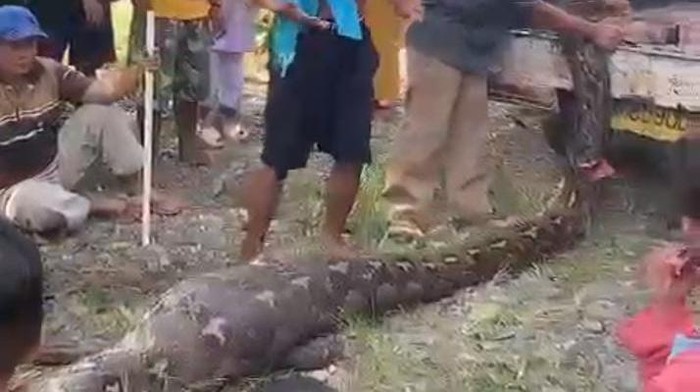 Penemuan ular piton yang memangsa anak sapi di Pohuwato.
