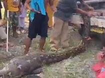 Warga Pohuwato Tangkap-Bunuh Ular Piton 7 Meter Usai Mangsa Anak Sapi