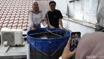 Potret Budi Daya Ikan Nila di Atap, Manfaatkan Lahan Sempit