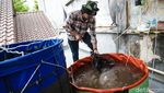 Potret Budi Daya Ikan Nila di Atap, Manfaatkan Lahan Sempit