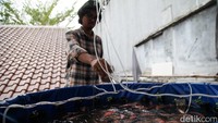 Imron menjelaskan diperlukan modal sekitar Rp 1 juta untuk budidaya ikan nila di tempatnya. Modal tersebut termasuk pembuatan kolam, pakan, bibit ikan, hingga aerator untuk suplai oksigen.   