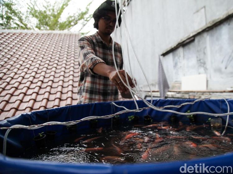 Potret Budi Daya Ikan Nila di Atap, Manfaatkan Lahan Sempit