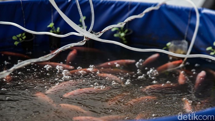 Potret Budi Daya Ikan Nila di Atap, Manfaatkan Lahan Sempit Budi daya ikan nila bisa dilakukan di atap rumah dengan teknik bioflok. Teknik ini cocok dilakukan di lahan terbatas dan tak memerlukan biaya besar.
