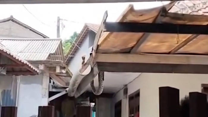 Viral di media sosial video seekor Ular Sanca muncul di plafon rumah dan bikin heboh warga di Kelurahan Tanahbaru, Kota Bogor. (screenshot video viral)