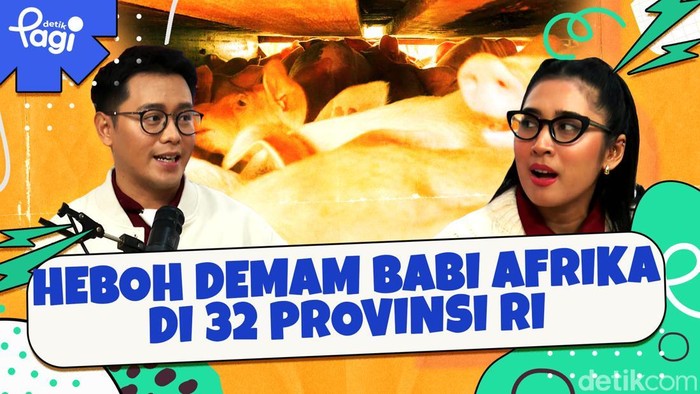 Heboh Demam Babi Afrika di 32 Provinsi RI