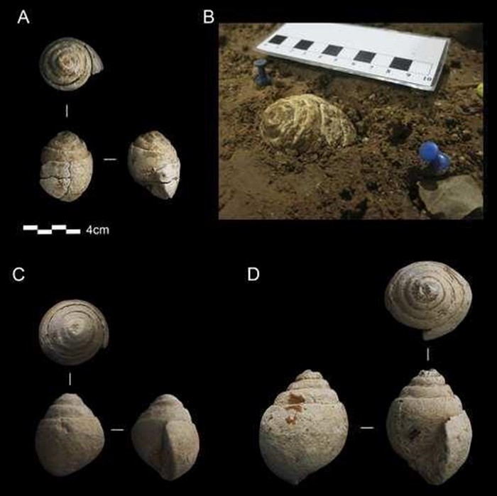 Fosil benda laut yang ditemukan di wilayah tempat hidup manusia purba Neanderthal