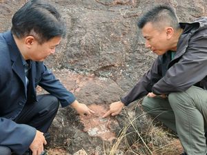 6 Fosil Telur Dinosaurus Ditemukan di China
