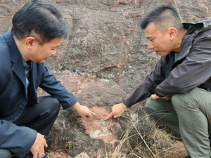 6 Fosil Telur Dinosaurus Ditemukan di China