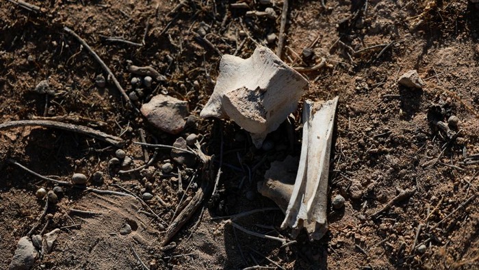 Bones are seen at the site of a mass grave from the rule of Syria's Bashar al-Assad, according to residents, after the ousting of al-Assad, in Najha, Syria, December 17, 2024. REUTERS/Ammar Awad