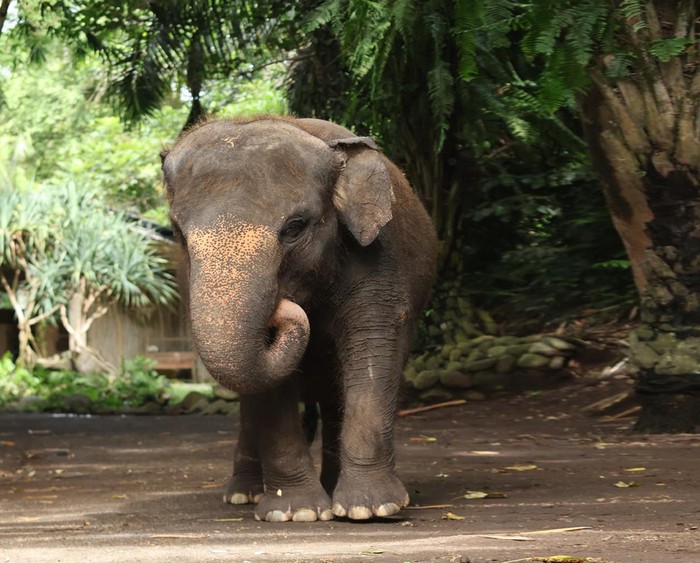 Gajah Moly semasa hidupnya di Bali Zoo, Sukawati, Gianyar, Bali. (Dok Bali Zoo)