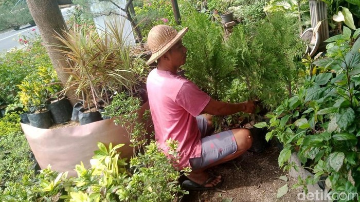 Jelang Natal pesanan pohon cemara di Lamongan meningkat