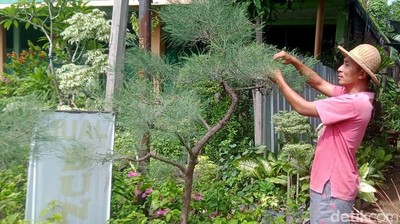 Jelang Natal Pesanan Pohon Cemara di Lamongan Meningkat
