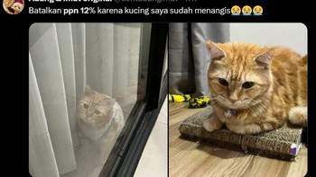 Yah, kasihan. Kucingnya nangis. Foto: X/ceritadungimut
