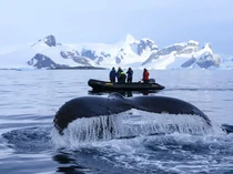 Paus Lakukan Migrasi Epik 13.000 Km, Para Ilmuwan Tercengang