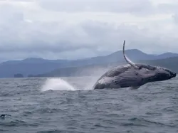 10 Hewan Terpintar di Dunia, Ada yang Tak Terduga