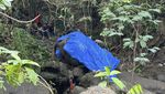 Tragis! Molly si Gajah Bali Zoo Mati Terseret Arus Sungai