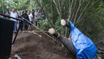 Tragis! Molly si Gajah Bali Zoo Mati Terseret Arus Sungai