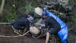 Tragis! Molly si Gajah Bali Zoo Mati Terseret Arus Sungai