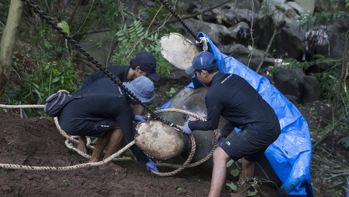 Gajah Bali Zoo, Molly, ditemukan tewas setelah hanyut di Sungai Cengcengan, Gianyar. Gajah berusia 45 tahun itu terseret arus selama 15 jam akibat hujan deras.