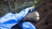 Pihak Bali Zoo saat ini tengah mengevakuasi gajah betina dengan berat sekitar 2,5 ton itu menggunakan alat berat untuk membawa bangkainya kembali ke kebun binatang untuk penguburan.