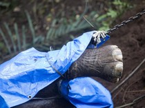 Tragis! Molly si Gajah Bali Zoo Mati Terseret Arus Sungai