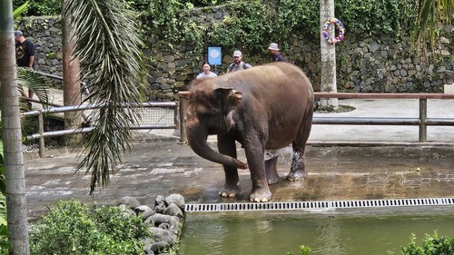 Moly semasa hidup saat beraktivitas gajah di Bali Zoo. (dok Bali Zoo)