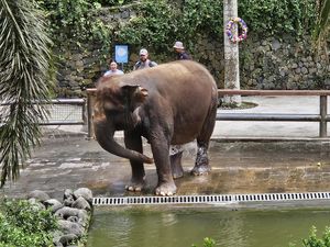 Gajah Moly Milik Negara, Bali Zoo Hanya Tempat Penitipan
