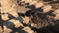 Kepala Satuan Tugas Darurat Suriah Mouaz Moustafa, seperti dilansir Reuters, Rabu (18/12/2024), menyebut kuburan massal yang ditemukan di area Qutayfah, yang berjarak 40 kilometer di sebelah utara Damaskus itu merupakan salah satu dari lima kuburan massal yang telah dia identifikasi selama bertahun-tahun. REUTERS/Amr Abdallah Dalsh