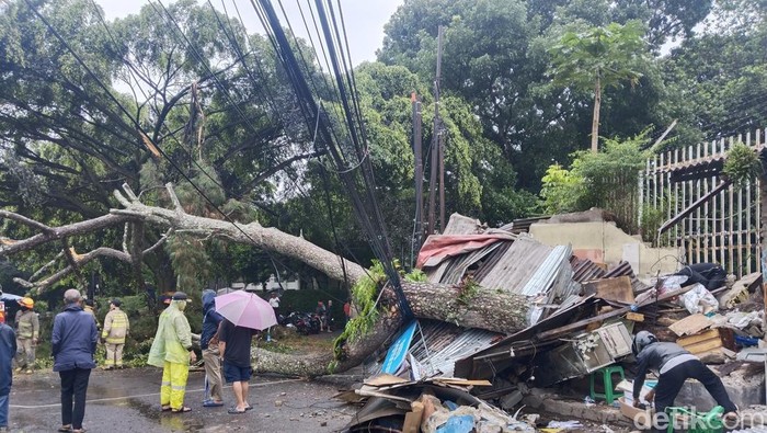 Pohon tumbang di kawasan Bundaran Ciumbuleuit Bandung