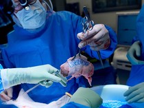 Ilmuwan China Sukses Transplantasi Paru-paru Babi ke Manusia, Pertama dalam Sejarah!