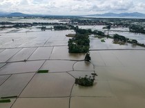 Foto Udara Ribuan Hektare Sawah Terendam Banjir di Banten