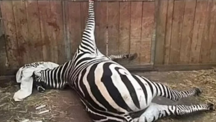 Seekor zebra yang terjepit di kandangnya.