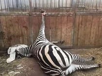 Kebun Binatang Terburuk di Inggris Resmi Tutup, Warga Senang