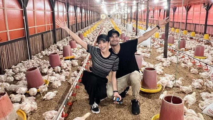 Peternakan ayam Tengku Tezi.