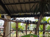 Foto: Keseruan Melihat Aneka Burung Aviary Park Tangsel