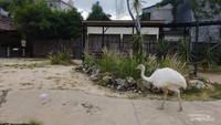 Contohnya burung Nandu yang lucu ini. Dia hidup di daerah gurun pasir.