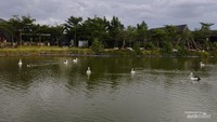 Di danau ada banyak burung air seperti pelikan hingga flamingo. Gemas banget.