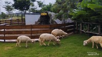 Domba domba yang lucu  di Aviary Park Bintaro