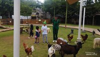 Anak kecil bisa kasih makan domba