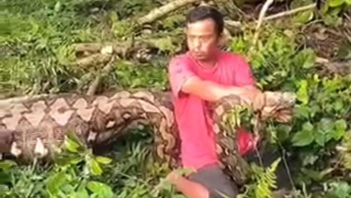 Warga di Enrekang menangkap ular piton 7 meter yang telan anak sapi.
