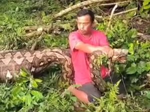 Ular Piton 7 Meter Buncit Ditebas Warga, Ternyata Ada Anak Sapi