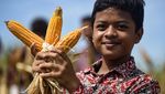 Warga Samarinda Sulap Bekas Lahan Tambang Batubara Jadi Ladang Jagung