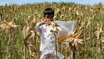 Warga Samarinda Sulap Bekas Lahan Tambang Batubara Jadi Ladang Jagung