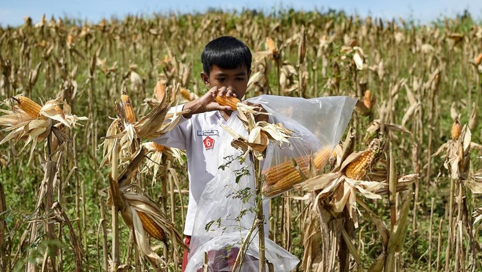 Warga Samarinda Sulap Bekas Lahan Tambang Batubara Jadi Ladang Jagung Dua orang kelompok tani Tegal Rejo memanen jagung di kawasan Mugirejo, Samarinda, Kalimantan Timur, Rabu (18/12/2024). Panen jagung varietas Jakaring untuk pakan ternak pada lahan bekas tambang batu bara seluas dua hektare tersebut sebagai keberlanjutan produksi jagung pakan lokal. ANTARA FOTO/M Risyal Hidayat/foc.