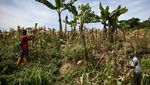 Warga Samarinda Sulap Bekas Lahan Tambang Batubara Jadi Ladang Jagung