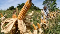 Anggota kelompok tani Tegal Rejo memetik jagung saat memanen jagung bersama di kawasan Mugirejo, Samarinda, Kalimantan Timur, Rabu (18/12/2024).