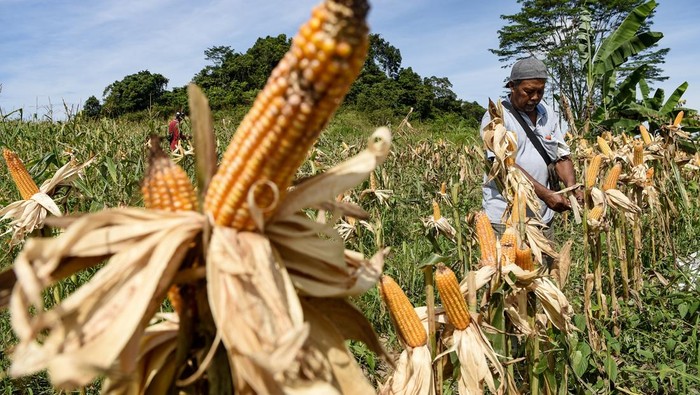 Dua orang kelompok tani Tegal Rejo memanen jagung di kawasan Mugirejo, Samarinda, Kalimantan Timur, Rabu (18/12/2024). Panen jagung varietas Jakaring untuk pakan ternak pada lahan bekas tambang batu bara seluas dua hektare tersebut sebagai keberlanjutan produksi jagung pakan lokal. ANTARA FOTO/M Risyal Hidayat/foc.