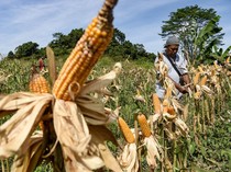 Warga Samarinda Sulap Bekas Lahan Tambang Batubara Jadi Ladang Jagung