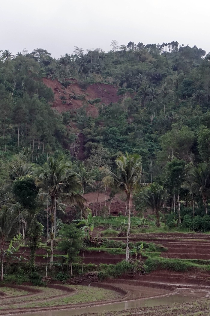 Penampakan longsor di area terdampak bencana tanah gerak di Desa Ngrandu, Trenggalek, Jawa Timur, Rabu (18/12/2024). Warga satu RT yang terdiri dari 43 KK dan 119 jiwa terpaksa diungsikan ke tempat aman akibat bencana tanah gerak yang memicu serangkaian longsor di sejumlah titik yang mengancam keselamatan. ANTARA FOTO/Destyan Sujarwoko/rwa.