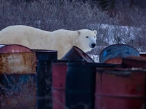 Rupa Ibu Kota Beruang Kutub Dunia